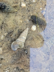 Cerithideopsis