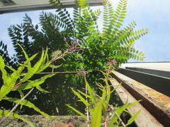 Ailanthus altissima