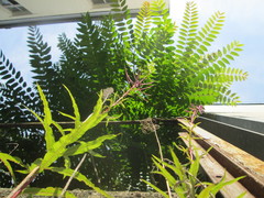 Ailanthus altissima