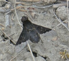 Hemipenthes morioides