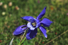 Aquilegia alpina