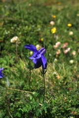 Aquilegia alpina