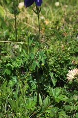 Aquilegia alpina