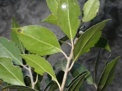 Scolopia mundii