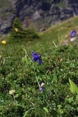 Aquilegia alpina