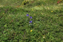 Aquilegia alpina