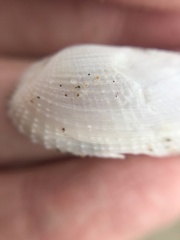 Pholas