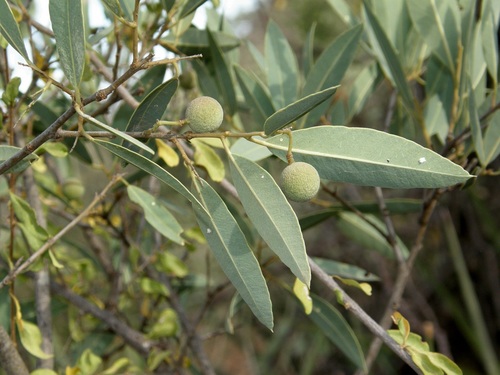 Boscia coriacea image