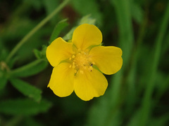 Potentilla thuringiaca