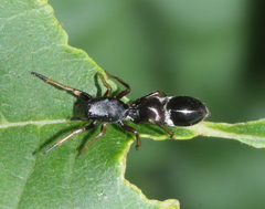 Leptorchestes berolinensis