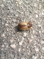 Amphimallon ruficorne