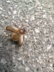 Amphimallon ruficorne