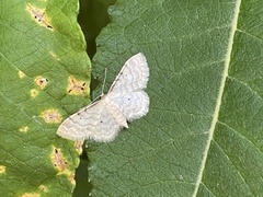 Idaea fuscovenosa
