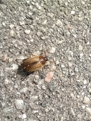 Amphimallon ruficorne