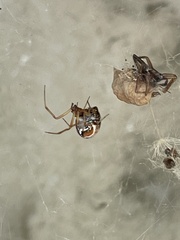 Parasteatoda lunata