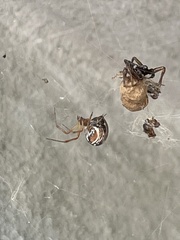 Parasteatoda lunata