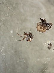 Parasteatoda lunata