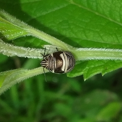 Orsilochides scurrilis