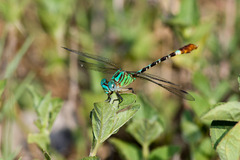 Erpetogomphus eutainia