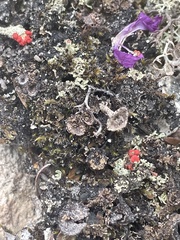Cladonia deformis