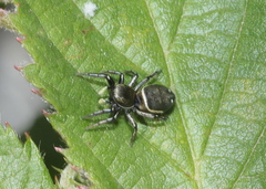 Heliophanus aeneus