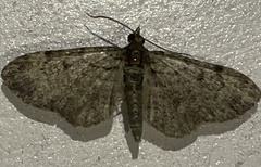 Eupithecia trisignaria