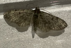 Eupithecia trisignaria
