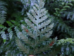 Asplenium lamprophyllum