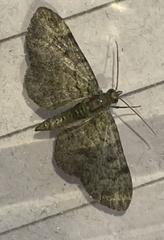Eupithecia trisignaria