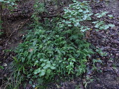 Asplenium lamprophyllum