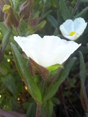 Cistus inflatus