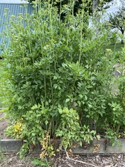 Levisticum officinale