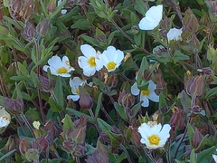 Cistus inflatus