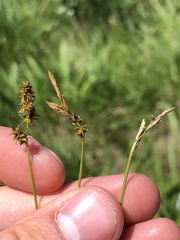 Carex sterilis