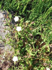 Cistus inflatus