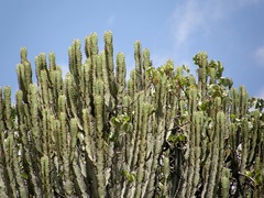 Euphorbia candelabrum