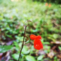 Salvia blepharophylla