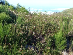 Cistus inflatus