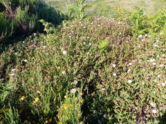 Cistus inflatus