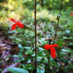 Salvia blepharophylla