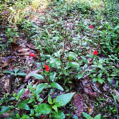 Salvia blepharophylla