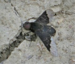 Hemipenthes morioides