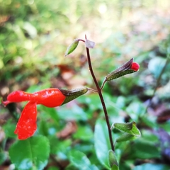 Salvia blepharophylla
