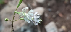 Silene longicilia