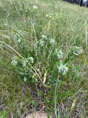 Lithospermum parviflorum