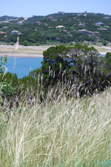 Bothriochloa torreyana