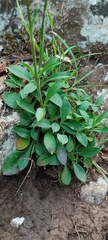Silene longicilia