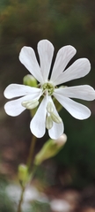 Silene longicilia