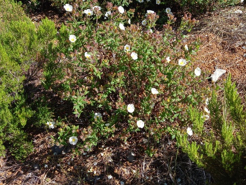 Cistus inflatus