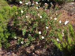 Cistus inflatus